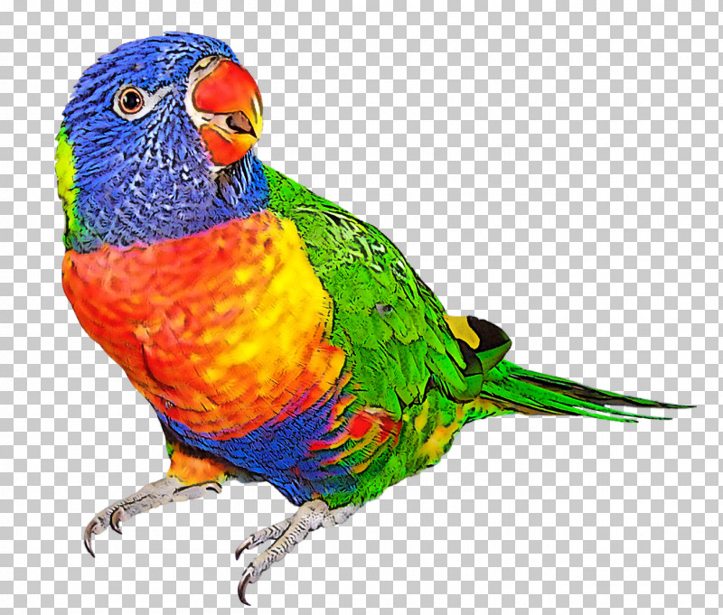 Bird Lorikeet Parrot Beak Budgie PNG, Clipart, Beak, Bird, Budgie, Lorikeet, Macaw Free PNG Download