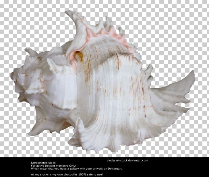 Seashell Shankha Stock Clam Royal Dutch Shell PNG, Clipart, Animals, Clam, Clams Oysters Mussels And Scallops, Conch, Conchology Free PNG Download
