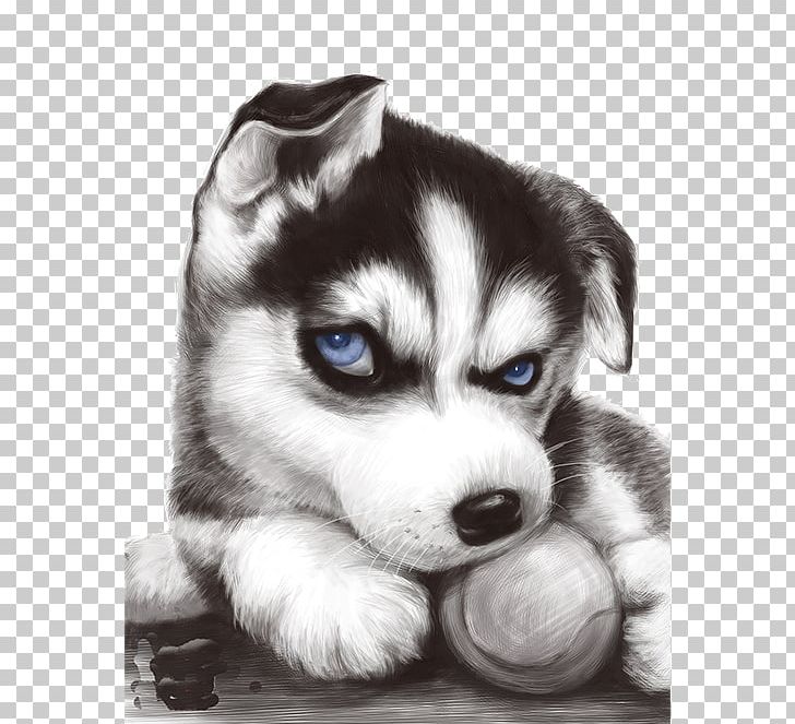 Siberian Husky T-shirt Puppy JD.com Taobao PNG, Clipart, Animals, Black, Black And White, Blue, Carnivoran Free PNG Download