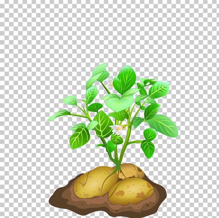 Vegetable Potato Plant PNG, Clipart, Clip Art, Download, Flowerpot, Food, Food Drinks Free PNG Download