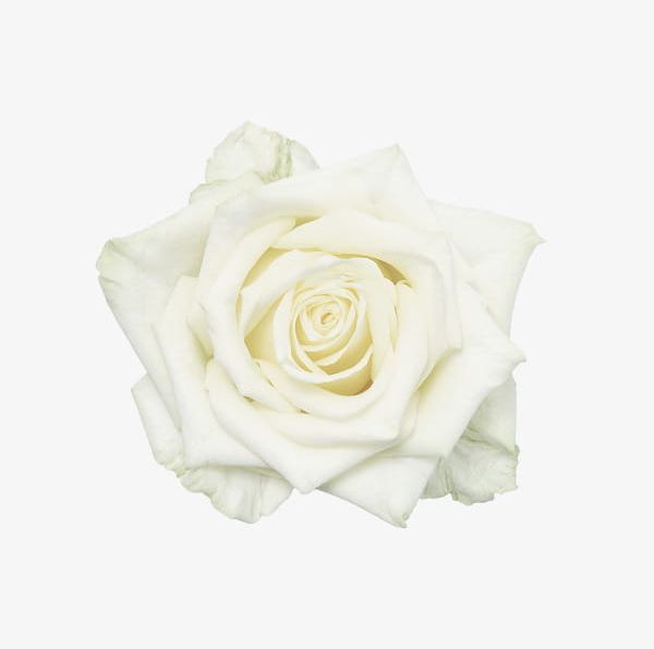 White Roses PNG, Clipart, Flowers, Hd White Roses, Roses, Roses Clipart, White Free PNG Download