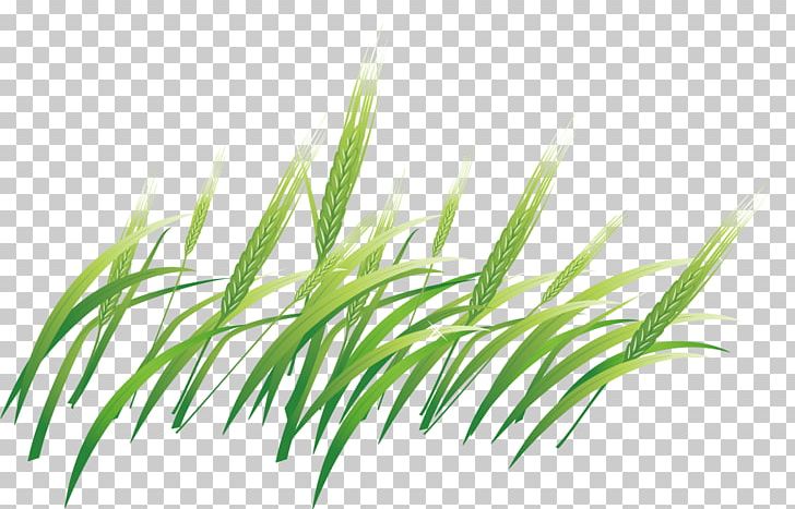 Barley Computer File PNG, Clipart, Adobe Illustrator, Angle, Background Green, Barley Vector, Computer Wallpaper Free PNG Download