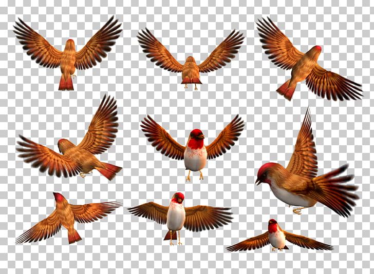Bird Great Grey Shrike Parrot Presentation PNG, Clipart, Animals, Beak, Bird, Bird Migration, Bird Nest Free PNG Download