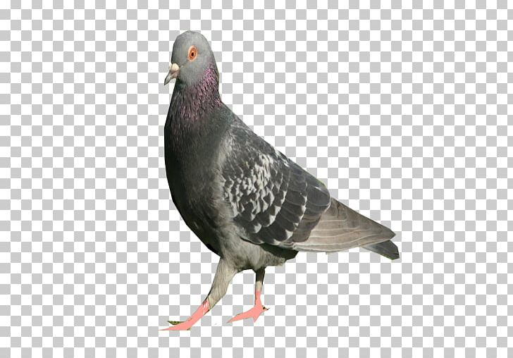 Columbidae Bird Domestic Pigeon PNG, Clipart, Amethyst, Animals, Beak, Bird, Color Free PNG Download