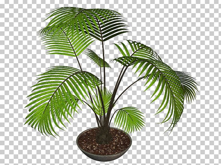 Flowerpot Coconut Houseplant Garden PNG, Clipart, Arecales, Coconut, Elaeis, Flower, Flowerpot Free PNG Download