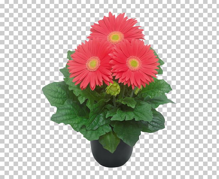 Transvaal Daisy Flowerpot Cut Flowers Floral Design PNG, Clipart, Annual Plant, Artificial Flower, Chrysanthemum, Chrysanths, Color Free PNG Download