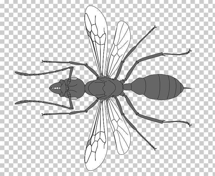 Insect Line Art Pollinator PNG, Clipart, Animals, Arthropod, Artwork, Black And White, File Free PNG Download