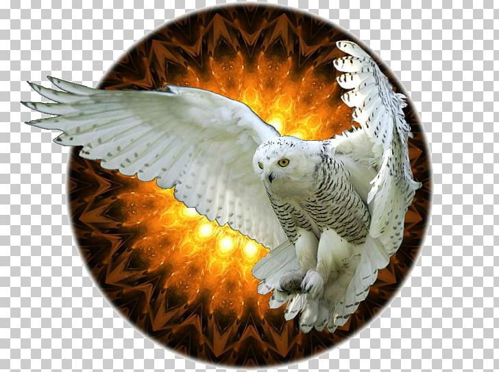 Owl Flight Beak Fauna Hut PNG, Clipart, Animals, Beak, Bird, Bird Of Prey, Desktop Wallpaper Free PNG Download