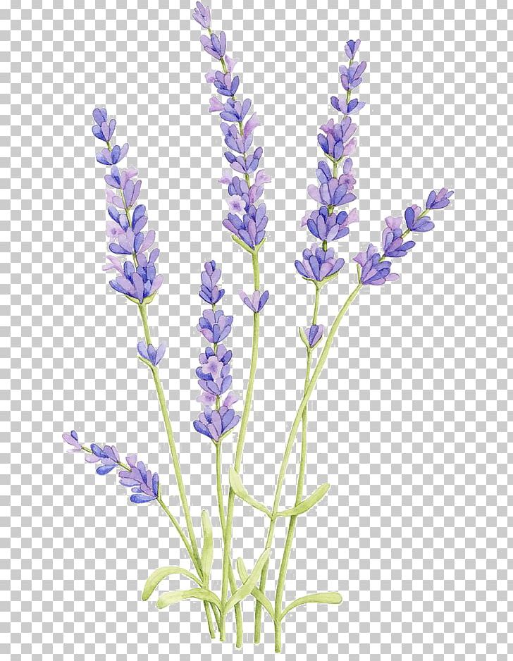 Drawing Watercolor Painting Sketch PNG, Clipart, Art, Botanical Illustration, Botany, Cartoon, Color Free PNG Download