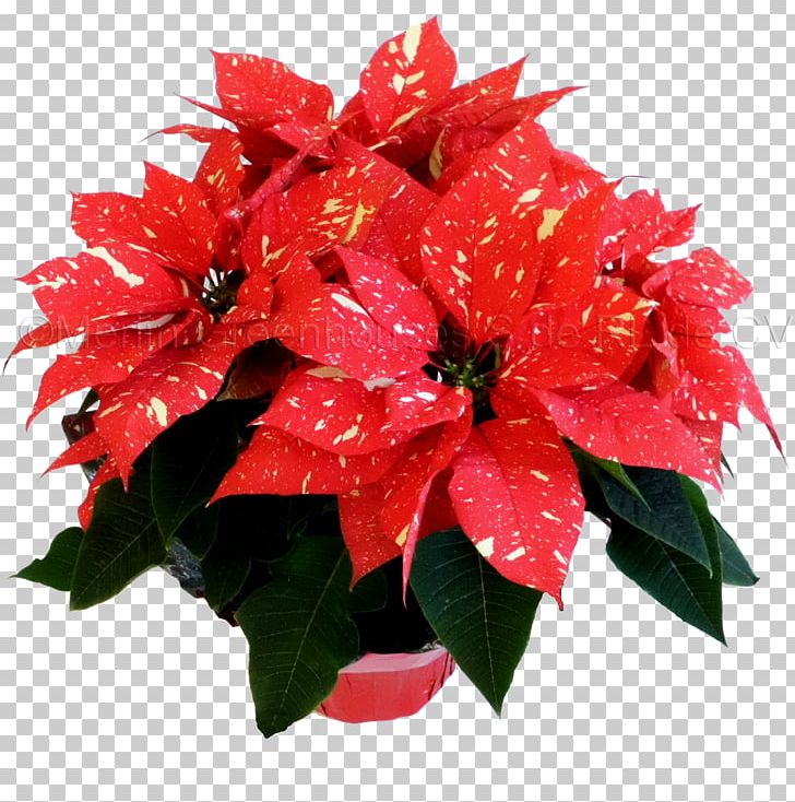 Floral Design Flowerpot Poinsettia Cut Flowers PNG, Clipart, Annual Plant, Artificial Flower, Color Light, Cut Flowers, Floral Design Free PNG Download