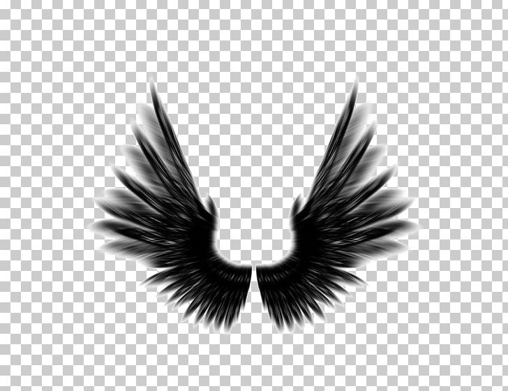 Sodapop Curtis Darrel Darry Curtis Photography PNG, Clipart, Angels Wings, Angel Wing, Angel Wings, Art, Black Free PNG Download