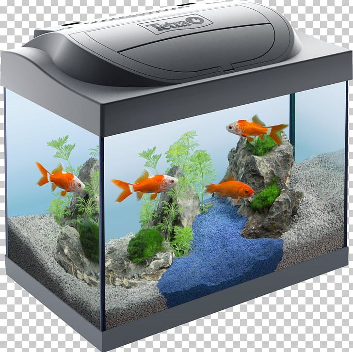 Aquarium Goldfish Tropical Fish Coldwater Fish Tetra PNG, Clipart,  Free PNG Download