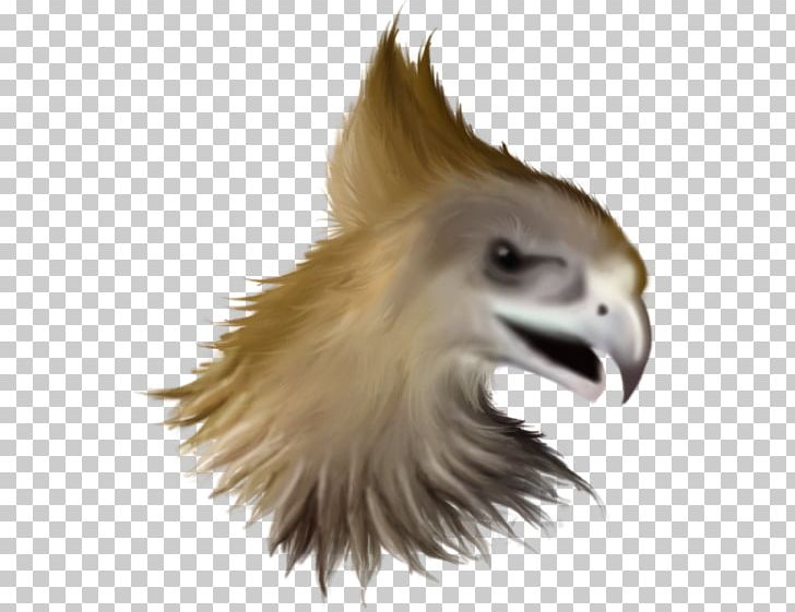 Bald Eagle Vulture Beak Feather PNG, Clipart, Accipitriformes, Bald Eagle, Beak, Bird, Bird Of Prey Free PNG Download