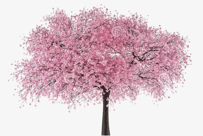Cherry Tree PNG, Clipart, Blossom, Branch, Cherry, Cherry Blossom, Cherry Blossoms Free PNG Download