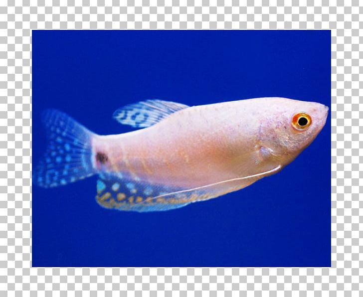 Three Spot Gourami Pearl Gourami Kissing Gourami Fish PNG, Clipart, Anabantoidei, Animals, Aquarium, Bony Fish, Coral Reef Fish Free PNG Download