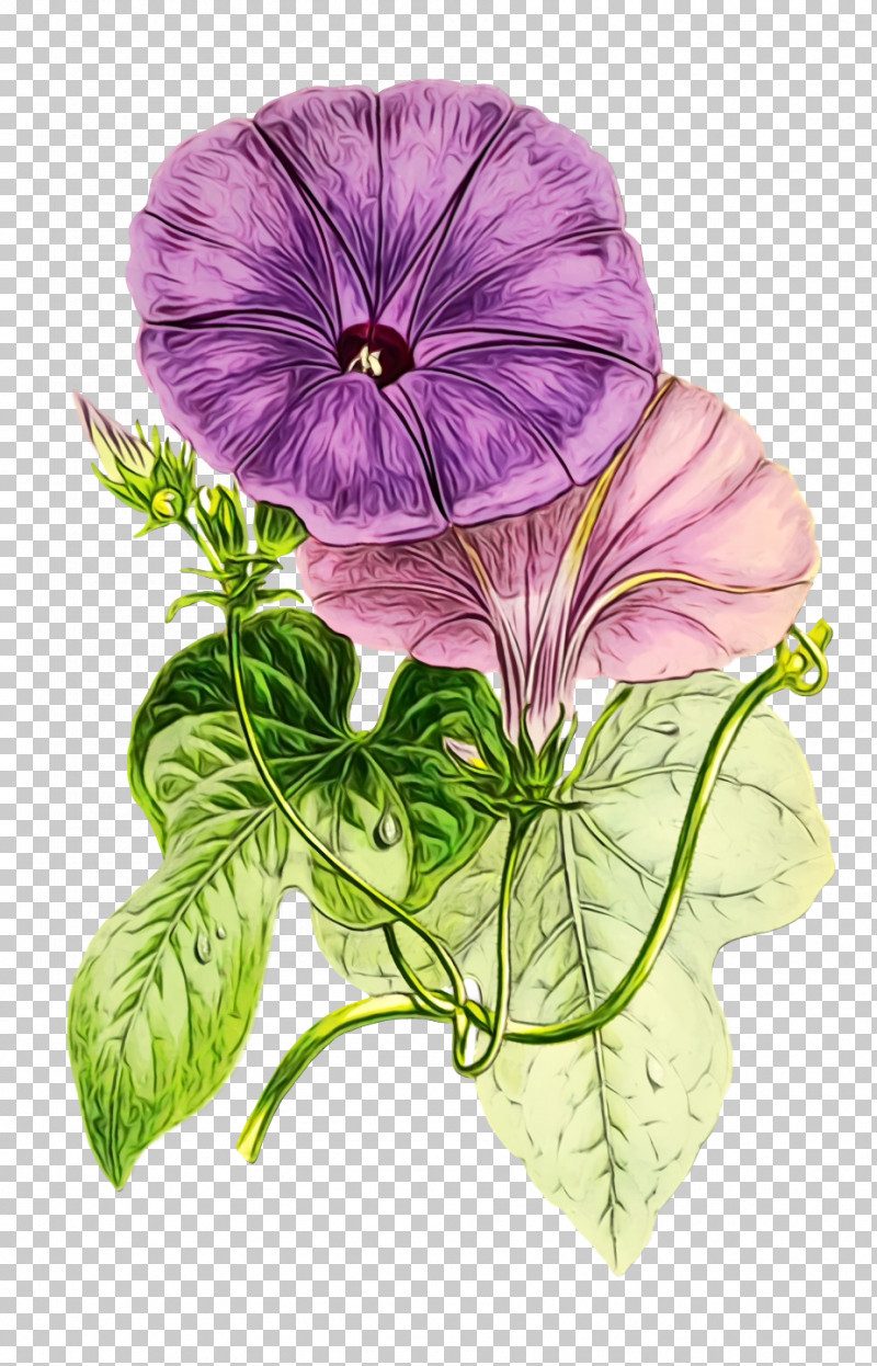 Pansy Annual Plant Herbaceous Plant Herb Geranium M PNG, Clipart, Annual Plant, Biology, Geranium M, Herb, Herbaceous Plant Free PNG Download