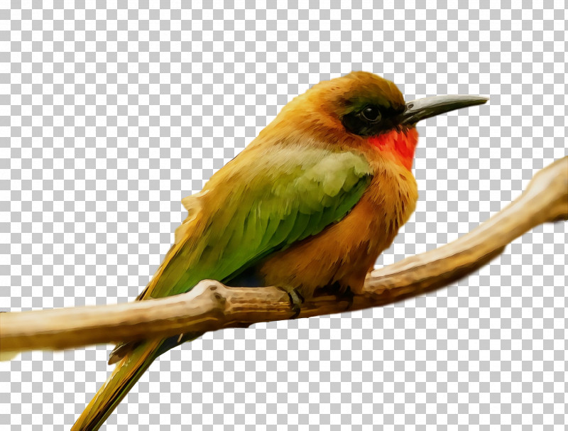 Feather PNG, Clipart, Beak, Beeeater, Bees, Feather, Hummingbirds Free PNG Download