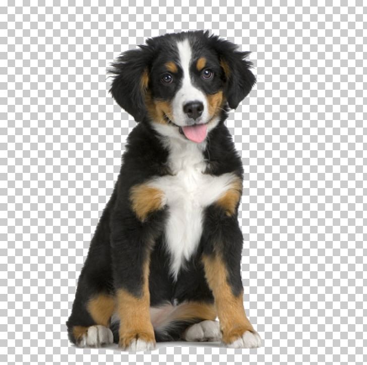 Bernese Mountain Dog Puppy Pet Sitting PNG, Clipart, Animals, Appenzeller Sennenhund, Carnivoran, Companion Dog, Cuteness Free PNG Download
