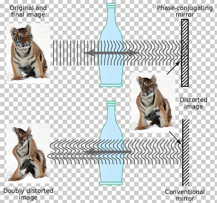 Light Phase Conjugation Reflection Time Reversal Signal Processing Nonlinear Optics PNG, Clipart, Carnivoran, Cat, Cat Like Mammal, Dog Like Mammal, Fauna Free PNG Download