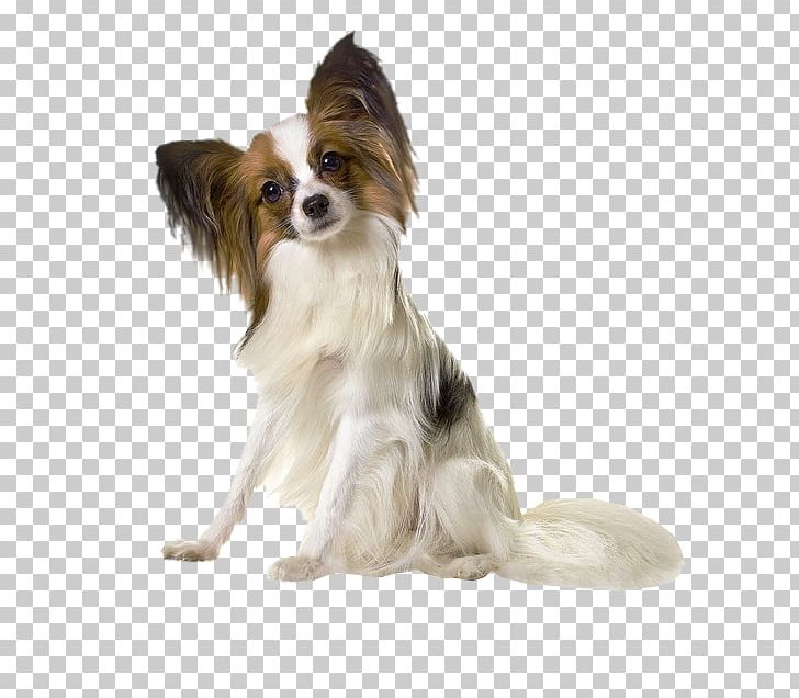 Papillon Dog Yorkshire Terrier Puppy Phalène Pekingese PNG, Clipart, Adorable, Animal, Animals, Breed, Carnivoran Free PNG Download