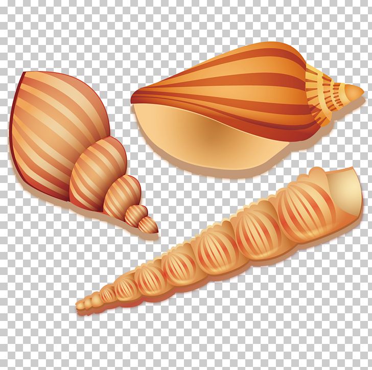 Seashell Sea Snail PNG, Clipart, Beach, Cartoon Seaweed, Conch, Conchology, Conch Shell Free PNG Download