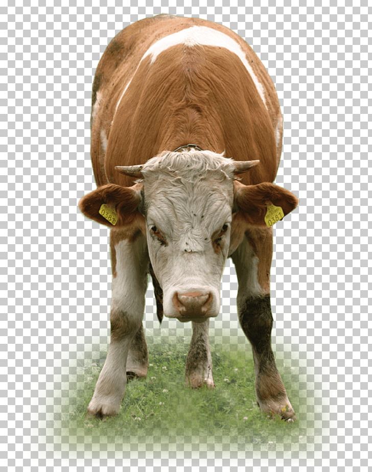 Dairy Cattle Texas Longhorn Miglioranza S.R.L. Beef Cattle Calf PNG, Clipart, Agriculture, Architectural Engineering, Barn, Beef Cattle, Bull Free PNG Download