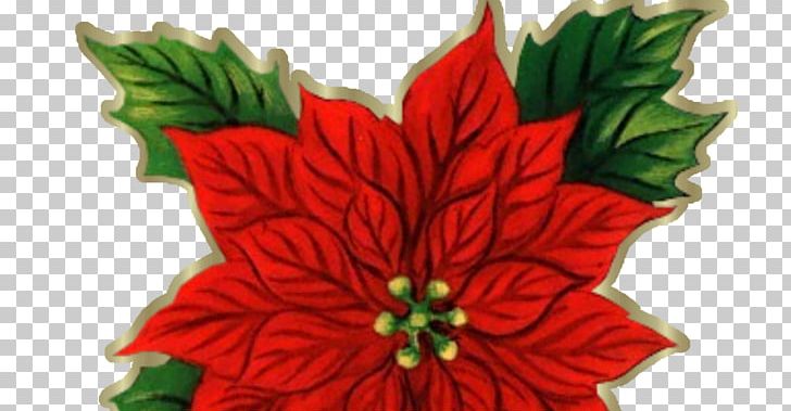 Poinsettia Cut Flowers Christmas PNG, Clipart, Christmas, Christmas Decoration, Christmas Eve, Christmas Ornament, Cut Flowers Free PNG Download