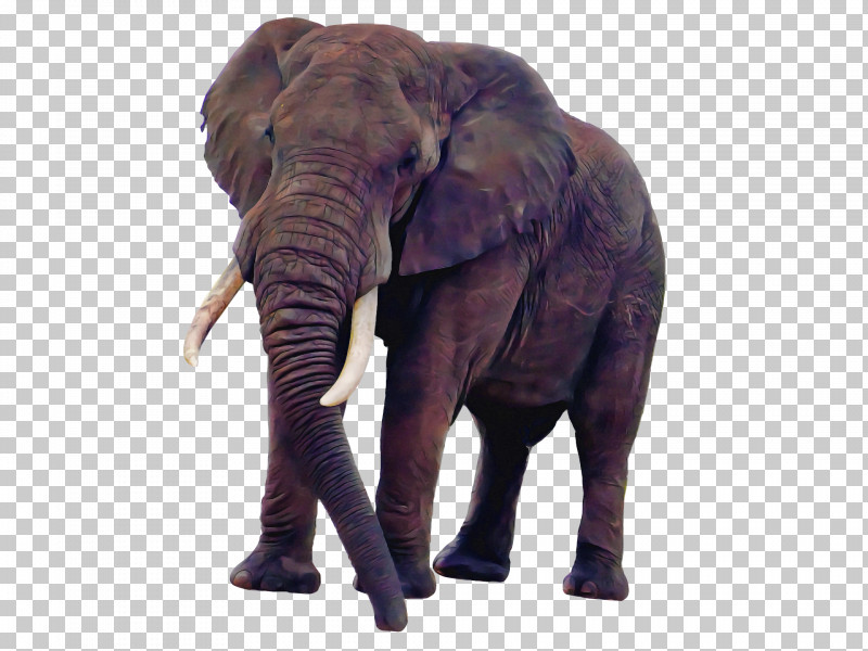 Indian Elephant PNG, Clipart, African Bush Elephant, African Elephants, Cartoon, Elephant, Indian Elephant Free PNG Download
