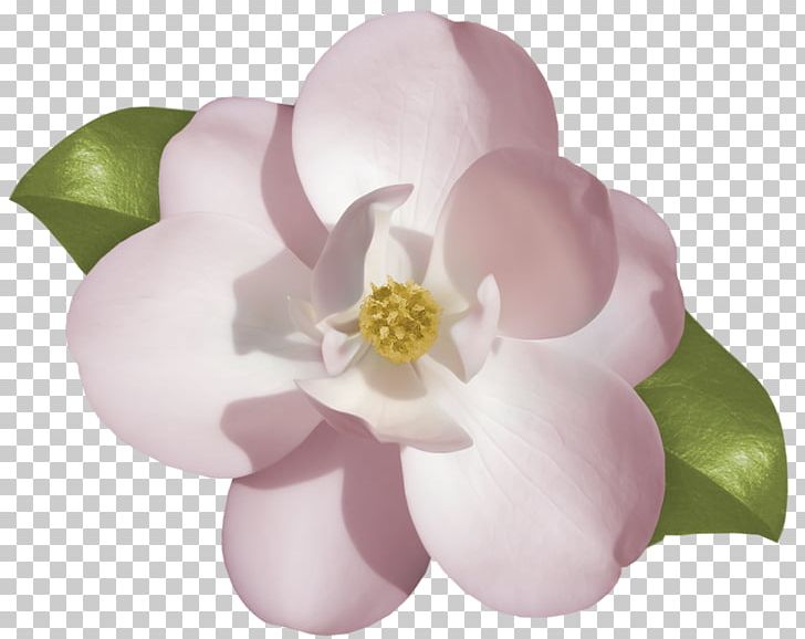 Cape Jasmine Digital Arabian Jasmine PNG, Clipart, Arabian Jasmine, Blossom, Cape Jasmine, Desktop Wallpaper, Digital Image Free PNG Download