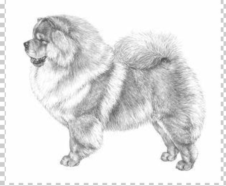 Chow Chow Akita Puppy Basenji Dog Breed PNG, Clipart, Akita, Ancient Dog Breeds, Animal Husbandry, Animals, Basenji Free PNG Download