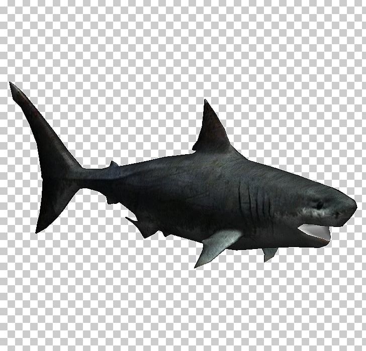 Megalodon Great White Shark Fish Zoo Tycoon 2 Chondrichthyes PNG, Clipart, Animal, Animals, Carcharhiniformes, Carcharodon, Cartilaginous Fish Free PNG Download