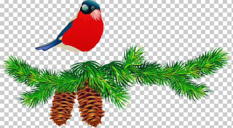 Oregon Pine Colorado Spruce Tree Spruce Jack Pine PNG, Clipart, American Larch, Bird, Branch, Colorado Spruce, Conifer Free PNG Download