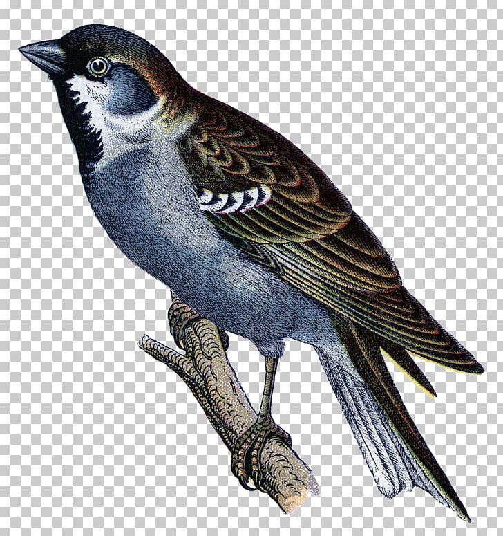 Bird Illustration Graphics PNG, Clipart, Art, Beak, Bird, Bluebird, Brown Bird Free PNG Download