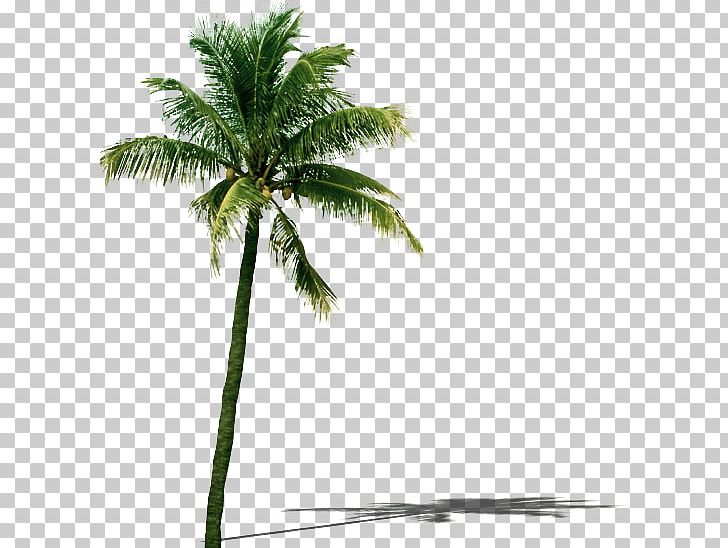 Coconut Tree Leaf PNG, Clipart, Arecaceae, Arecales, Branch, Coconut, Coconut Milk Free PNG Download