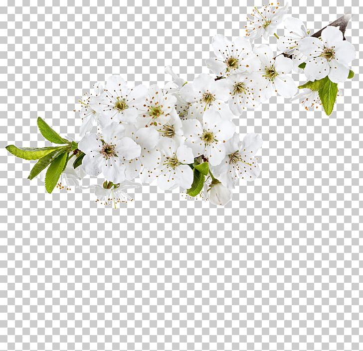 Cut Flowers Stock Photography Twig PNG, Clipart, Apple, Blossom, Branch, Cherry Blossom, Cut Flowers Free PNG Download
