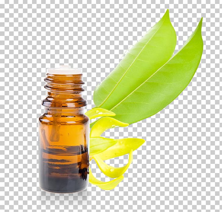 Essential Oil Rosemary Ravensara Aromatica Eucalyptol PNG, Clipart, Aromatherapy, Bottle, Camphor, Camphor Tree, Cananga Odorata Free PNG Download