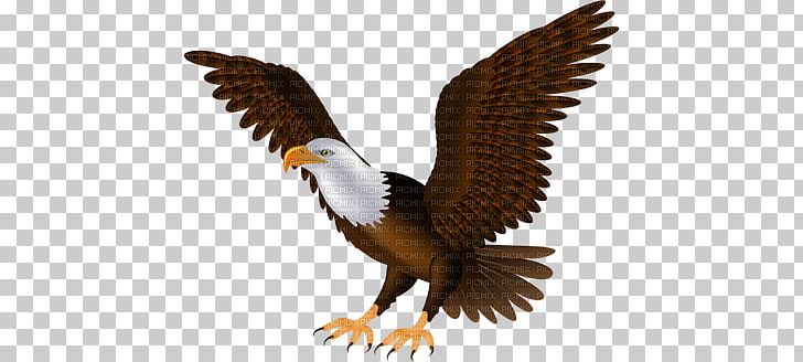 Bald Eagle Bird PNG, Clipart, Accipitriformes, Animals, Bald Eagle, Beak, Bird Free PNG Download