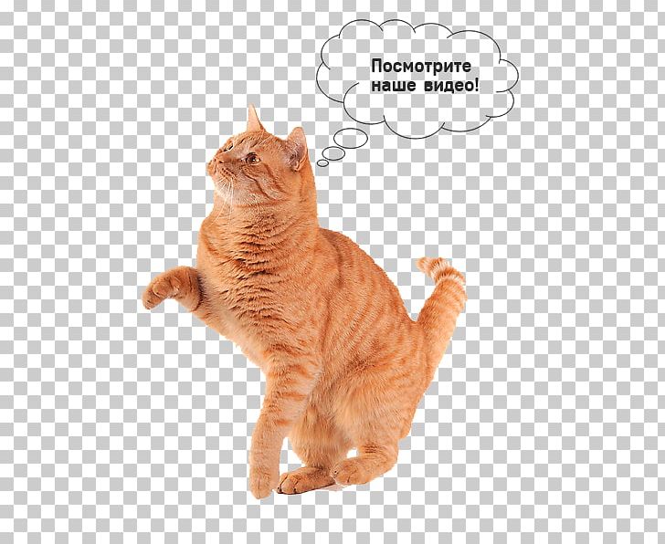 Cat Play And Toys Kitten Cat Food Dog Toys PNG, Clipart, Animals, Carnivoran, Cat, Cat Food, Cat Like Mammal Free PNG Download