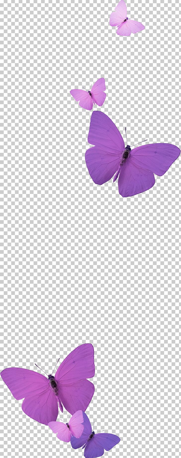 Tous Fashion Idea Butterflies And Moths PNG, Clipart, Animal, Butterfly, Desktop Wallpaper, Embroidery, Flower Free PNG Download