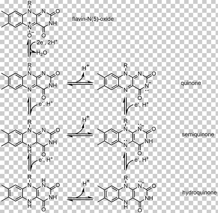 Flavin Adenine Dinucleotide Semiquinone Flavin Group Flavin Mononucleotide Redox PNG, Clipart, Active Site, Angle, Area, Black And White, Chemical Free PNG Download