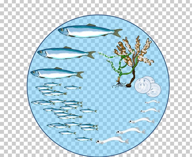 Herring Biological Life Cycle Reproduction Biology Fish PNG, Clipart, Abundance, Adult, Animal, Aqua, Atlantic Cod Free PNG Download
