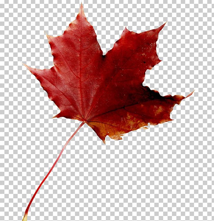 Maple Leaf Red Maple PNG, Clipart, Aceraceae, Download, Leaf, Maple, Maple Leaf Free PNG Download