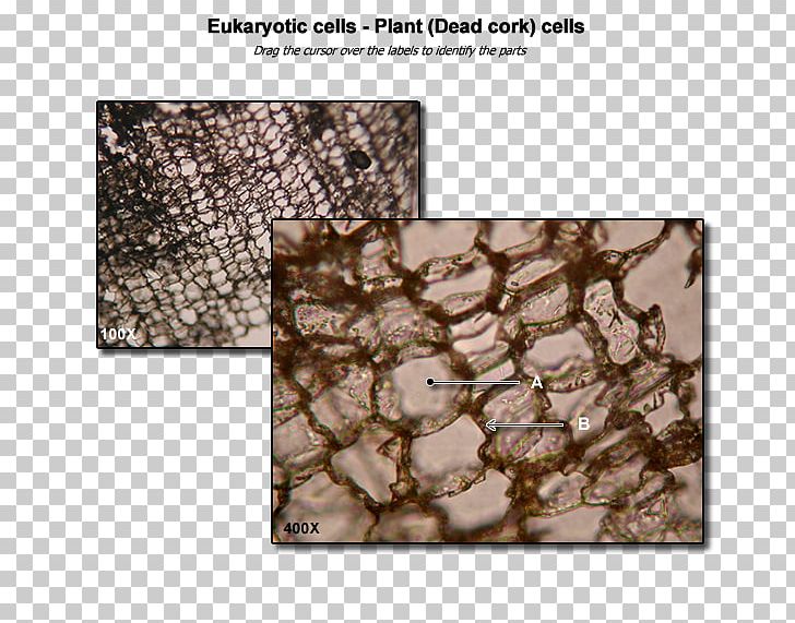 Plant Cell Micrographia Organelle Microscope Slides PNG, Clipart, Biology, Blood Cell, Camouflage, Cell, Cell Membrane Free PNG Download