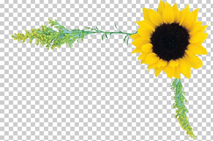 Sunflower Others Computer Program PNG, Clipart, Computer Program, Daisy Family, Download, Email, File Sharing Free PNG Download