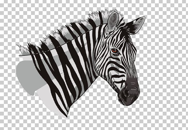 Quagga Wildlife Animal Restaurant Snout PNG, Clipart, Animal, Black And White, Experience, Festival, Head Free PNG Download
