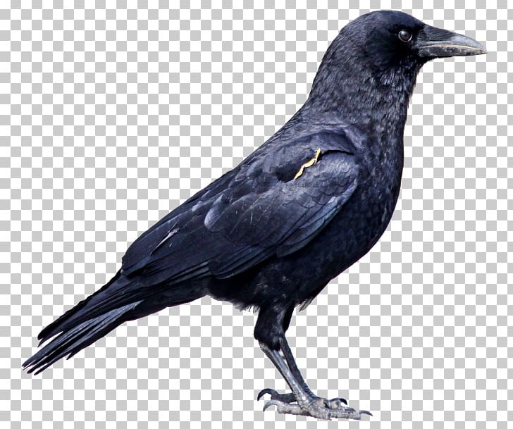 Rook American Crow PNG, Clipart, American Crow, Animals, Beak, Bird, Blackbird Free PNG Download