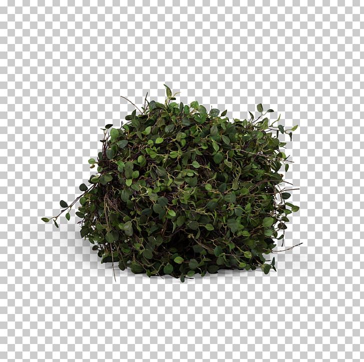 Tree Shrub Herb Plant PNG, Clipart, Bush, Grass, Herb, Nature, Plant Free PNG Download