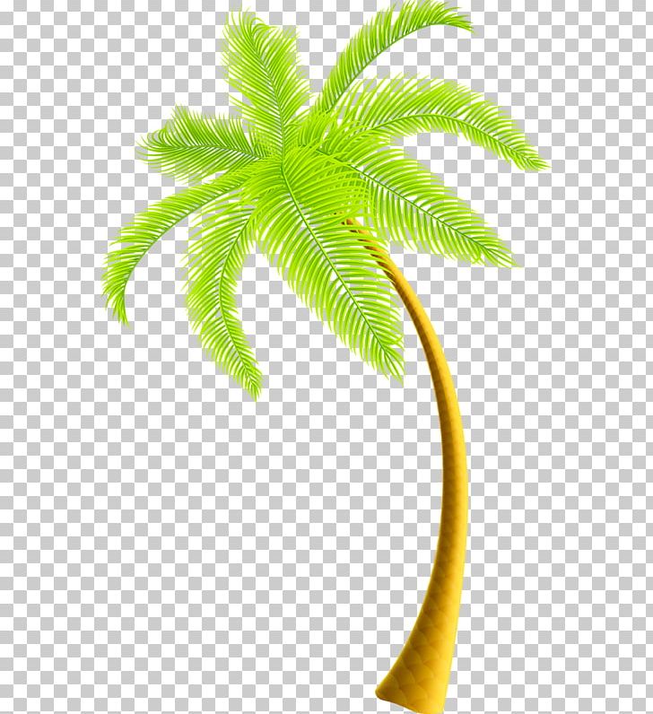 Leaf Tree Branch Photography PNG, Clipart, Adobe Illustrator, Albom, Arecaceae, Arecales, Art Free PNG Download