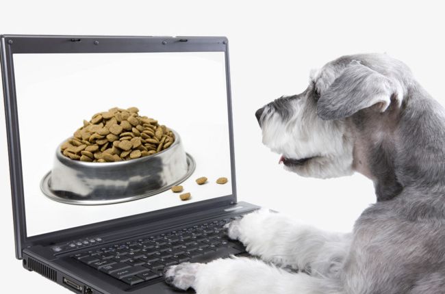 Dogs Online Shopping Dog Food PNG, Clipart, Animal, Canine, Computer, Cute, Dog Free PNG Download