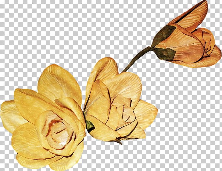 Petal PNG, Clipart, Cut Flowers, Download, Flower, Miscellaneous, Others Free PNG Download